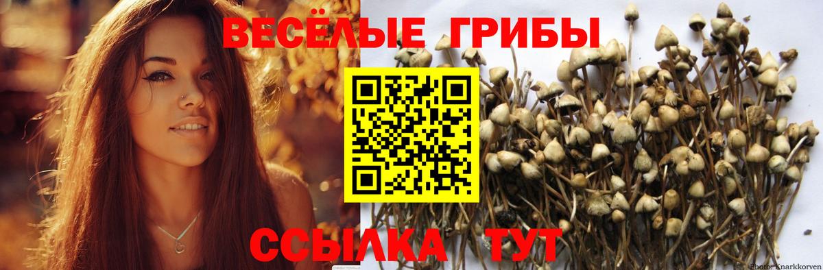 Псилоцибиновые грибы мицелий Отрадный